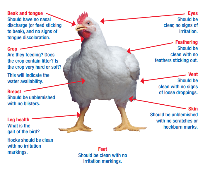 Ross 308 Broiler Chicken Health Assessment Graphic