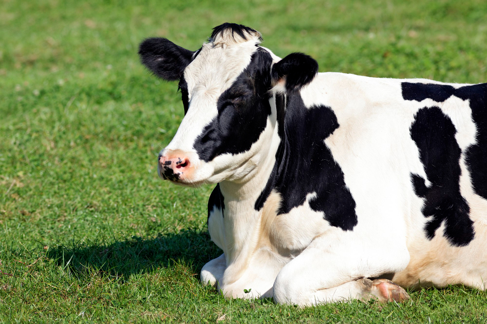 Cattle Grazing Pasture