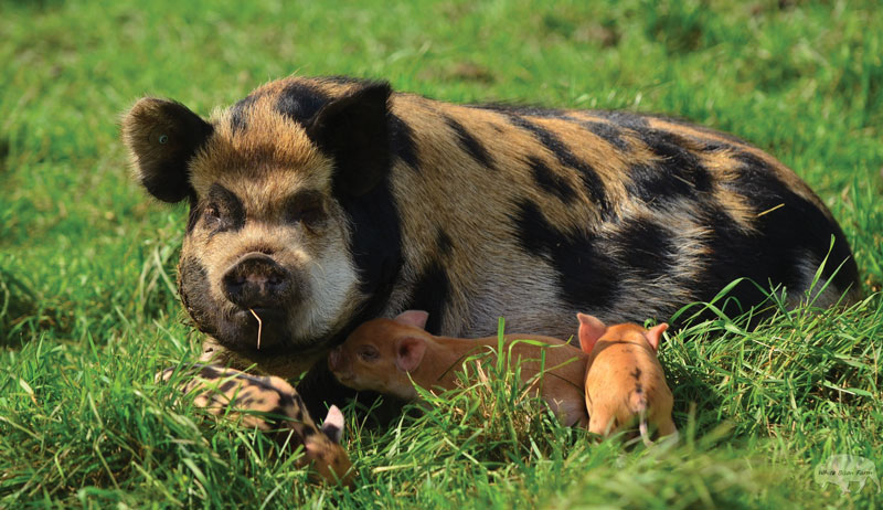 Hogs on Pasture